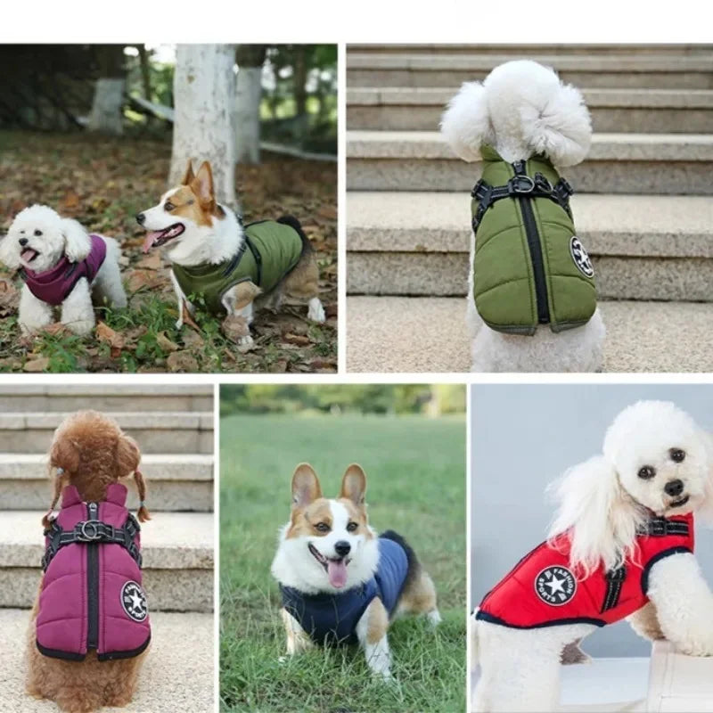 Manteau Chien Imperméable Hiver — Chaud & Résistant